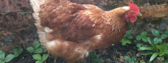 sharon-bill-hen-in-strawberry-patch