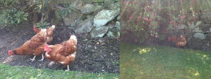 sharon_bill_free_range_hens